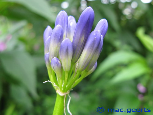 Agapanthus inapertus ssp inapertus